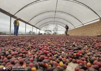 Melhor café do mundo: grão mineiro vence concurso internacional