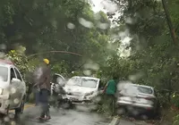 Chuva: árvores caem em pistas e causam transtorno em Salvador; veja