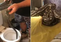 Cobra é retirada de vaso sanitário e volta a aparecer dias depois