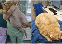 Com 17kg, 'gato mais obeso' do mundo morre em clínica de reabilitação