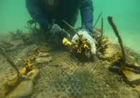 Cultivo de coral é alento ambiental na baía