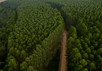 Cultivo de eucalipto na Bahia impulsiona combate às mudanças de clima