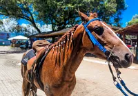 Entenda o porquê os tratadores trançam a crina dos cavalos