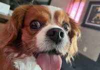 Falar com ‘voz de bebê’ fortalece vínculos com pets imagem