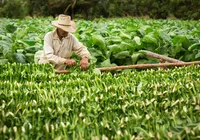 Famílias agrícolas da fumicultura estão em alerta