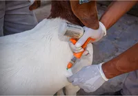 Festa do Peão: veja os tratadores vencedores de cada raça e categoria imagem