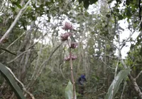 Jovens se reúnem em defesa das reservas da biosfera