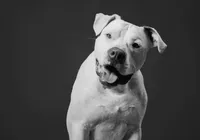 Morre Sansão, cão que inspirou a lei contra maus-tratos a animais imagem