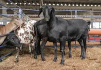 Animais Criações são um dos fortes segmentos da agropecuária na Bahia e estão representadas em peso na exposição