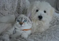 Saiba quais são as raças de cães e gatos mais populares no mundo imagem