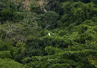 Salvador é a 2º capital com mais área verde; veja ranking