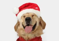 Shopping de Salvador recebe desfile pet de natal neste domingo