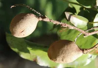 Viagra do Cerrado: descubra fruto que tem fama por ser afrodisíaco