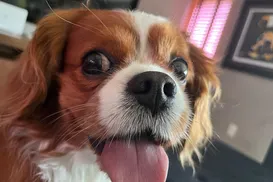 Falar com ‘voz de bebê’ fortalece vínculos com pets - Imagem