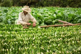 Famílias agrícolas da fumicultura estão em alerta - Imagem