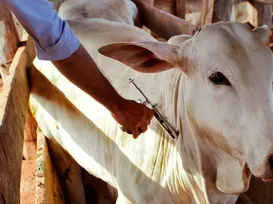 Animais passarão por avaliação sanitária para participação na Fenagro - Imagem