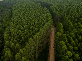 Cultivo de eucalipto na Bahia impulsiona combate às mudanças de clima - Imagem