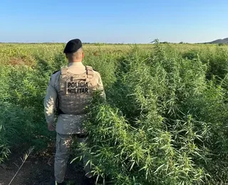 10 mil pés de maconha são encontrados e destruídos pela polícia na Bahia