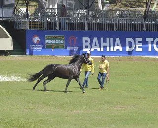 A TARDE segue com transmissão simultânea da Fenagro 2024; confira