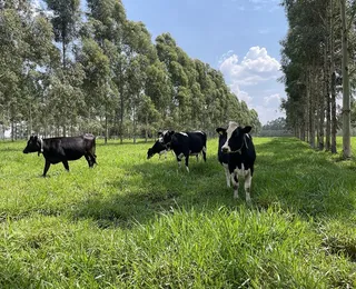 Agricultores brasileiros adotam mais medidas regenerativas  que média global