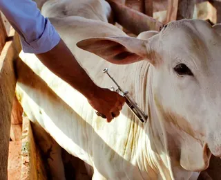 Animais passarão por avaliação sanitária para participação na Fenagro