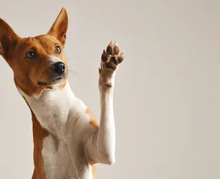 Nova lei que proíbe testes em animais livra bichos do sofrimento