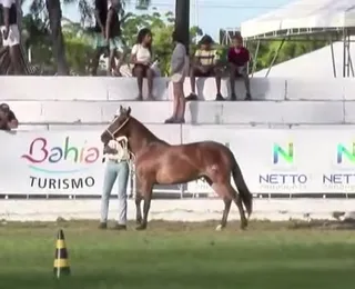 Ao vivo: Julgamento da raça Mangalarga Marchador na Fenagro 2024