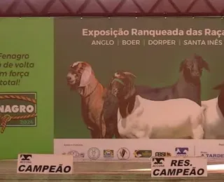 Ao vivo: Julgamento de caprinos e ovinos na Fenagro 2024