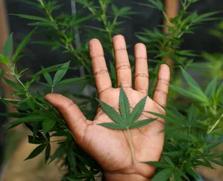 Bahia é o 5º estado em pacientes que usam compostos da cannabis com fins medicinais