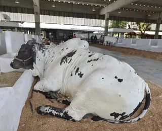 Bois exibidos na Fenagro 2024 chegam a custar R$ 3 milhões