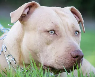 Brasil registra 13 ataques de pitbulls em 2024