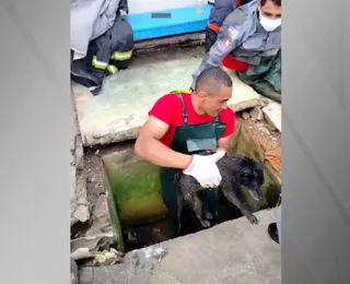 Cachorro cego é resgatado após três dias preso em tubulação; assista