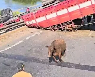 Caminhão com gado tomba em rodovia e animais são abatidos na via