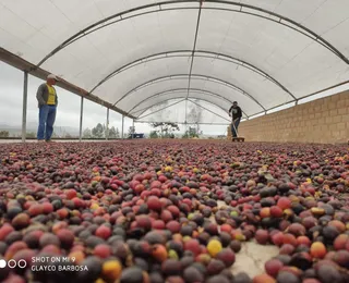 Melhor café do mundo: grão mineiro vence concurso internacional