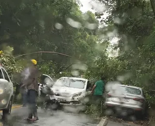 Chuva: árvores caem em pistas e causam transtorno em Salvador; veja