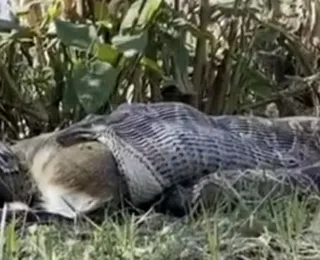 Cobra 'serial killer' come veado e deixa cientistas em alerta; vídeo