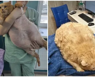 Com 17kg, 'gato mais obeso' do mundo morre em clínica de reabilitação