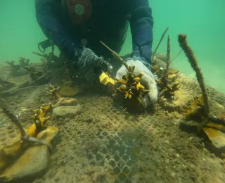 Cultivo de coral é alento ambiental na baía