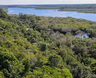 Desmatamento na Amazônia cai 30,6% em um ano