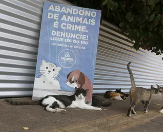 Editorial - Animais humanos