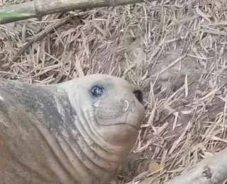 Elefante-marinho é encontrado em rio entre Ilhéus e Itabuna