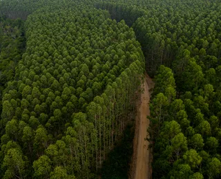 Cultivo de eucalipto na Bahia impulsiona combate às mudanças de clima