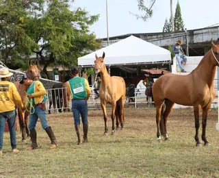 Entenda como funcionam as provas do Cavalo Campolina na Fenagro 2024