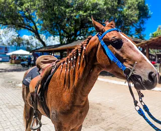 Entenda o porquê os tratadores trançam a crina dos cavalos