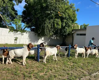 Fenagro 2024: competição tem cabras avaliadas em até R$ 150 mil