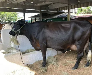 Fenagro 2024 exibe gado com preços entre R$ 15 mil e R$ 30 mil