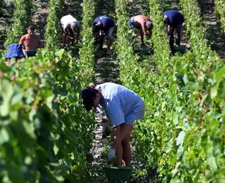 França vai destruir 30 mil hectares de vinhedos  por queda na demanda por vinho