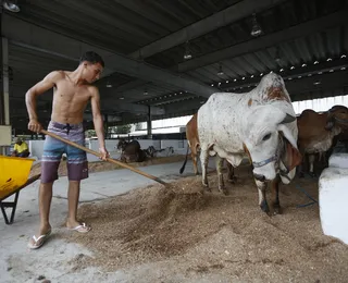 Grande vitrine da agropecuária baiana, Fenagro 2024 traz show de novidades