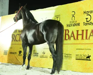 Leilão reúne quase 40 cavalos Mangalarga Marchador na Fenagro