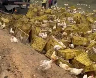 Motorista morre após carreta carregada de galinhas tombar na BA-026